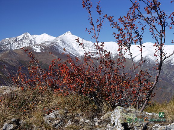 3 - Un ontano (<i>Alnus viridis</i>) in veste autunnale; sullo sfondo, il Pizzo d'Ormea (2007)