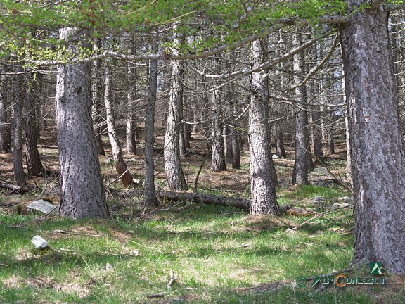 1 - Il lariceto a fianco della strada sterrata (2008)