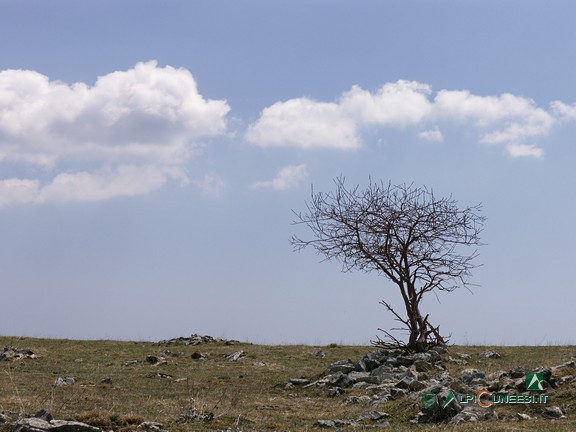 6 - Voglia di crescere... nonostante tutto! (2008)