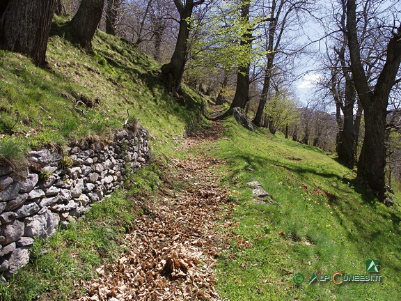 12 - La bella mulattiera che scende attraverso il castagneto a Valdarmella (2009)