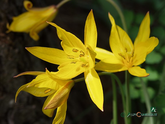 11 - Tulipano montano (<i>Tulipa australis</i>) (2009)