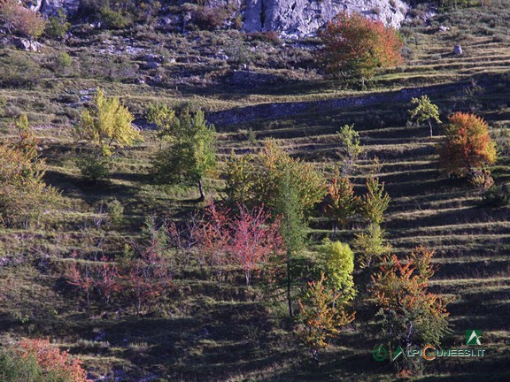 2 - Antichi terrazzamenti a Upega (2009)