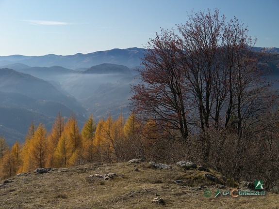 5 - Sorbi e larici lungo la mulattiera per Stalle Calvetto (2011)