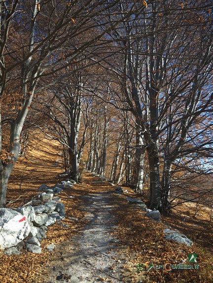 10 - Un tratto di sentiero tra i faggi verso il Rifugio Savona (2017) 10 - Un tratto di sentiero tra i faggi verso il Rifugio Savona (2017)