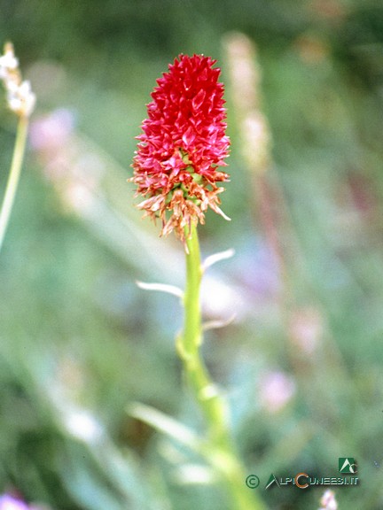 4 - Nigritella comune (<i>Nigritella nigra</i>), orchidea tipica dei pascoli d'alta quota (2003)
