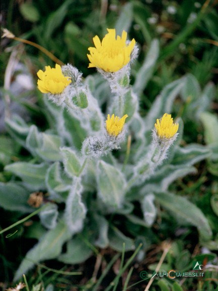 5 - Jeracio villoso (<i>Hieracium villosum</i>) (2003)