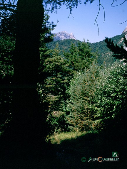 3 - Il bel bosco misto, a prevalenza di pini, che si attraversa scendendo dalla Colla di Carnino, visibile sullo sfondo (2003)