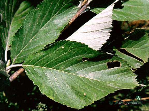 1 - Foglie di sorbo montano (<i>Sorbus aria</i>) (2003)