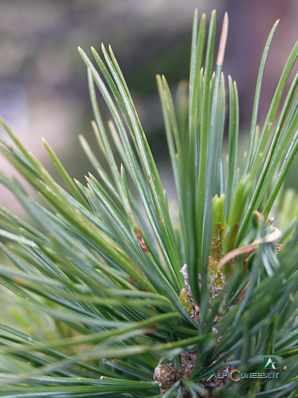 1 - Aghi di Pino cembro (<i>Pinus cembra</i>) (2005)