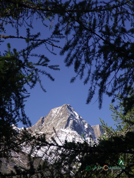 3 - Il Pelvo d'Elva fa capolino tra i larici (2006)