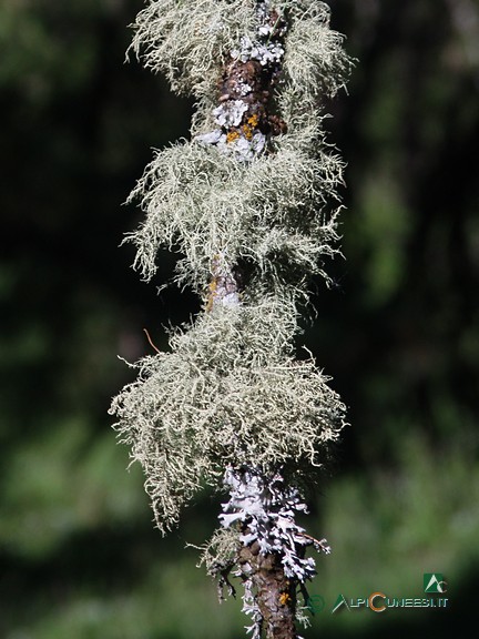 5 - Barbe di bosco (<i>Usnea sp.</i>) (2006)