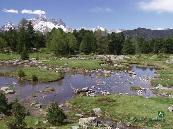 11 - Il Lago Bagnour, tra cembri e larici; il Pelvo d'Elva domina sullo sfondo (2006)
