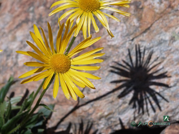 12 - Doronico (<i>Doronicum grandiflorum</i>) (2007)