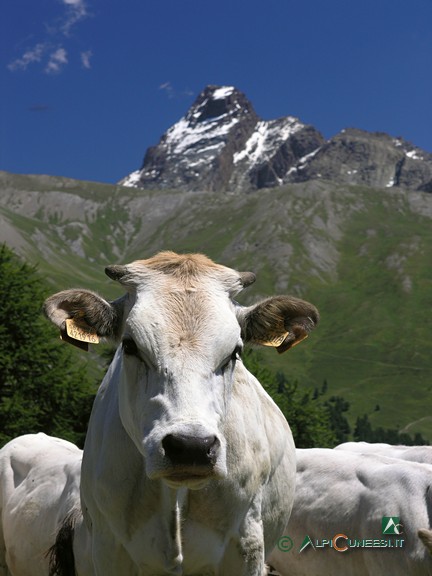 7 - Mucca al pascolo incuriosita dall'escursionista... (2008)