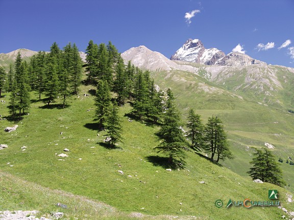 9 - Il Monviso fa da sfondo a lariceti e pascoli (2008)