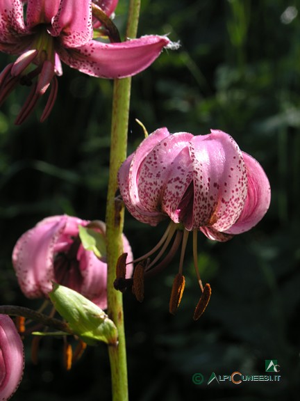 6 - Giglio martagone (<i>Lilium martagon</i>) (2008)