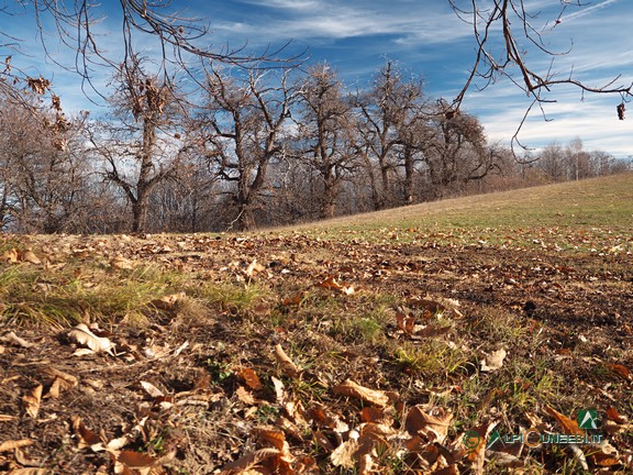 8 - Castagneto al bivio per il Monte Pagliano (2021)