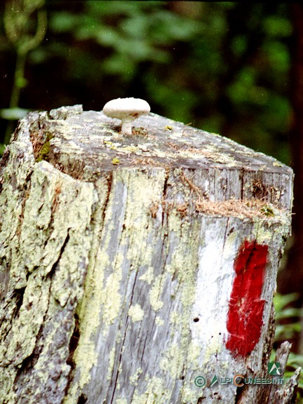 1 - Anche i funghi servono da segnavia... (1990)