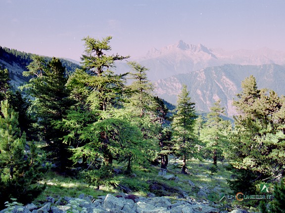 2 - Il bosco di larice e pino cembro (1990)