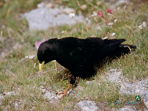 2 - Gracchio alpino (<i>Pyrrhocorax graculus</i>) (1994)