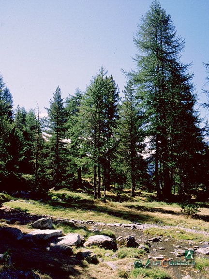 6 - Il bosco ai margini della radura di Pian Meyer (2001)