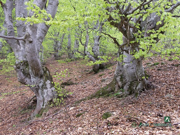 5 - Il bosco bandito di faggio (2005)