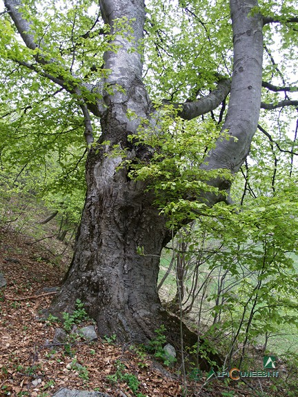 6 - Uno dei più vecchi esemplari di faggio del bosco bandito: si stima un'età di circa 350 anni (2005)