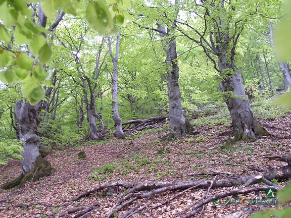 7 - Il bosco bandito di faggio (2005)