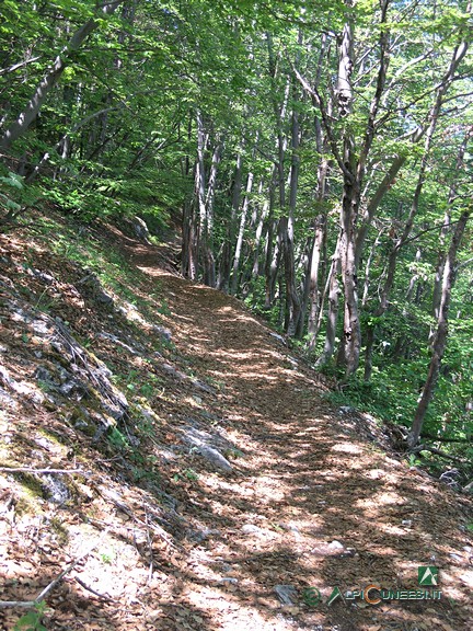 13 - Un tratto di mulattiera nel bosco di faggio (2009)