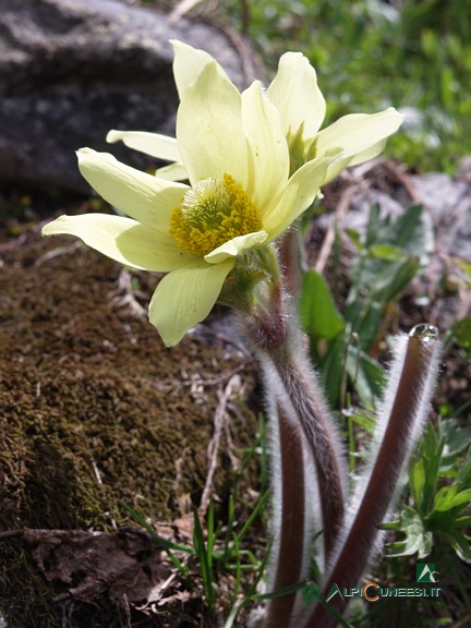 12 - Pulsatilla (<i>Pulsatilla alpina</i>) (2009)