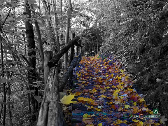 7 - Un pittoresco tratto di sentiero su passerella in legno (2015)