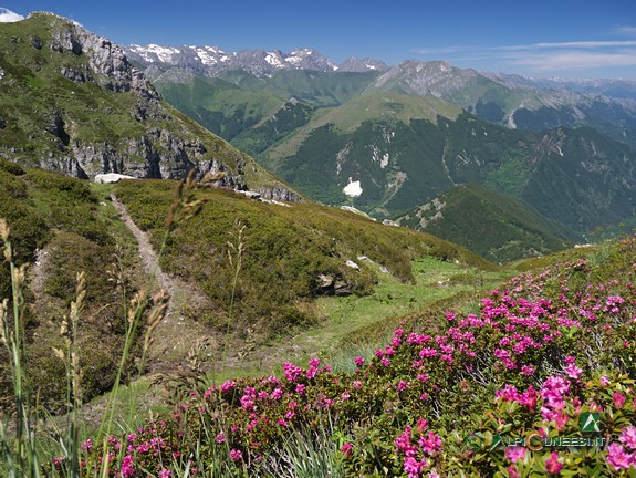 4 - Rododendri in fiore con le Alpi Marittime sullo sfondo dai pressi del Colle Vaccarile (2017)