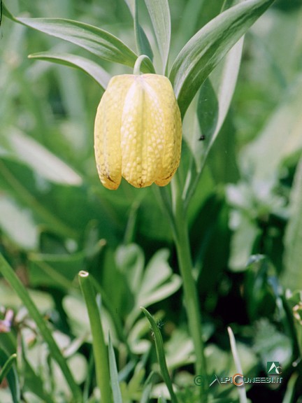 5 - Frittillaria (<i>Fritillaria tubaeformis var. moggridgei</i>) (2004)