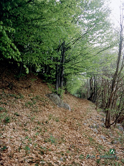 4 - Il bosco di latifoglie a prevalenza di faggio (2004)