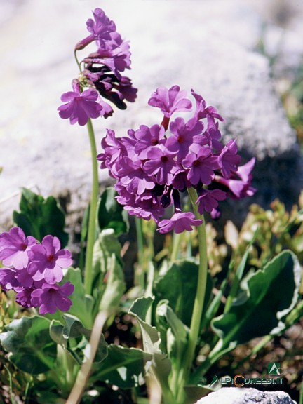 2 - <i>Primula sp.</i> (2004)',