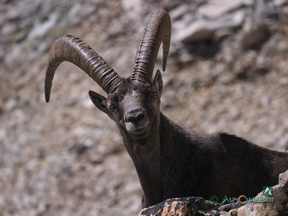 10 - Maschio di stambecco (<i>Capra ibex</i>) nei pressi del Rifugio Questa (2012)