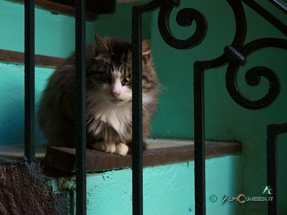 2 - Katze auf einer Treppe in Breil-sur-Roya (2013)