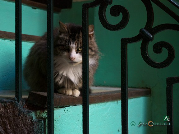 2 - Gatto su una scala a Breil-sur-Roya (2013)