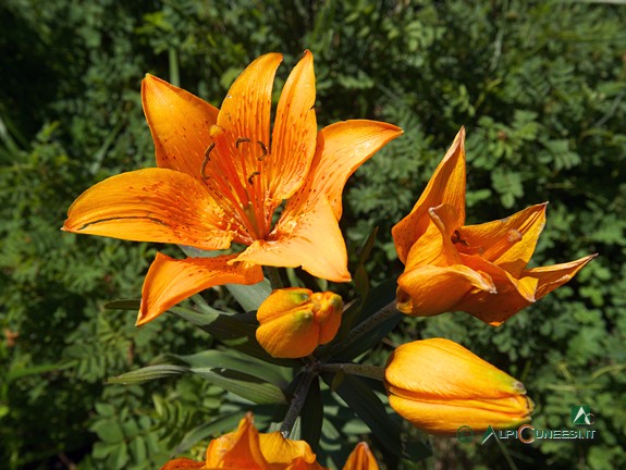 9 - Feuer-Lilie (<i>Lilium bulbiferum</i> (2014)