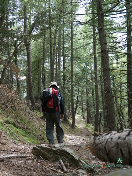 5 - Un tratto di sentiero nel bosco durante la discesa sul Passo di Collardente (2014)