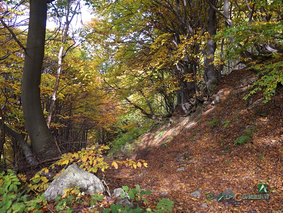 18 - Il tratto iniziale nel bosco lungo la cosiddetta Via Romana (2014)