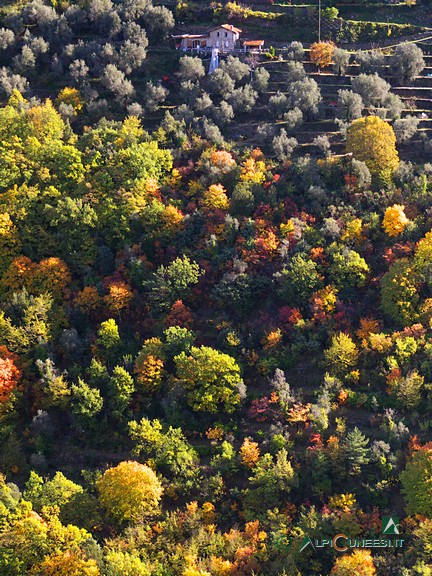 3 - I colori dell'autunno e gli uliveti attorno a Breil-sur-Roya (2014)
