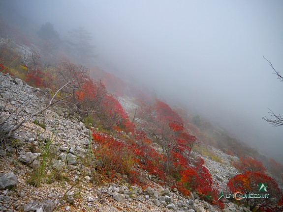 6 - La discesa dal Col du Berceau tra detriti e arbusti (2014)