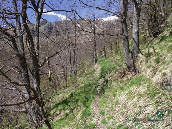 10 - Il sentierino che traversa in direzione di Valdarmella (2009)