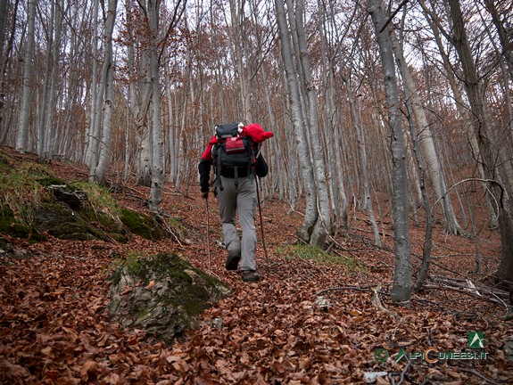 10 - La salita in faggeta verso la Colla Bassa (2016)