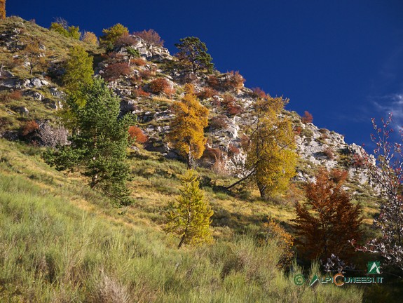 12 - I colori dell'autunno presso la Colla Bassa (2016)