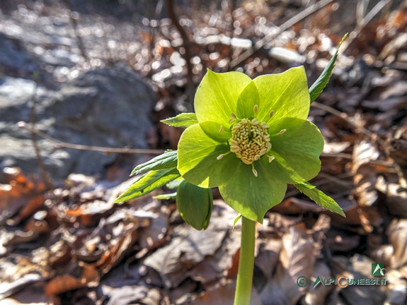 6 - Un Elleboro verde (<i>Helleborus viridis</i>) in fiore (2017)