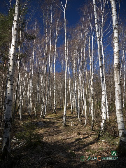 4 - Nel bosco di betulle lungo la salita a Pian Bernardo (2017)