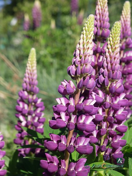 2 - <i>Lupinus polyphyllus</i> (2009)