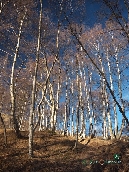 21 - Un tratto di strada tra le betulle (2020)